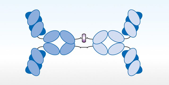 Die Rolle des Immunglobulin A