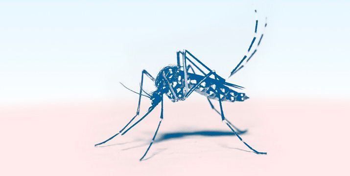 Dengue im Jahr 2022